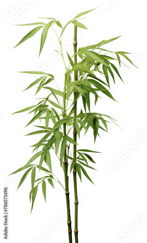 PNG Four bamboo plant white background freshness cannabis.