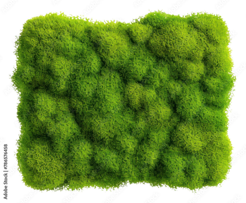 Fototapeta premium PNG Square moss plant white background
