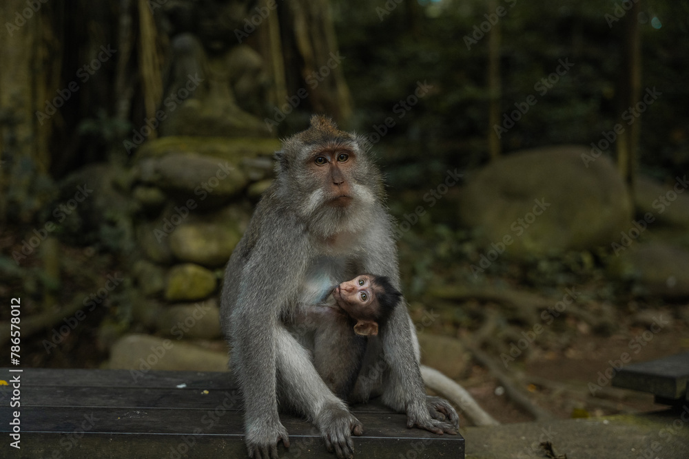 Family of monkeys at Monkey forest, Ubud, Bali, Indonesia