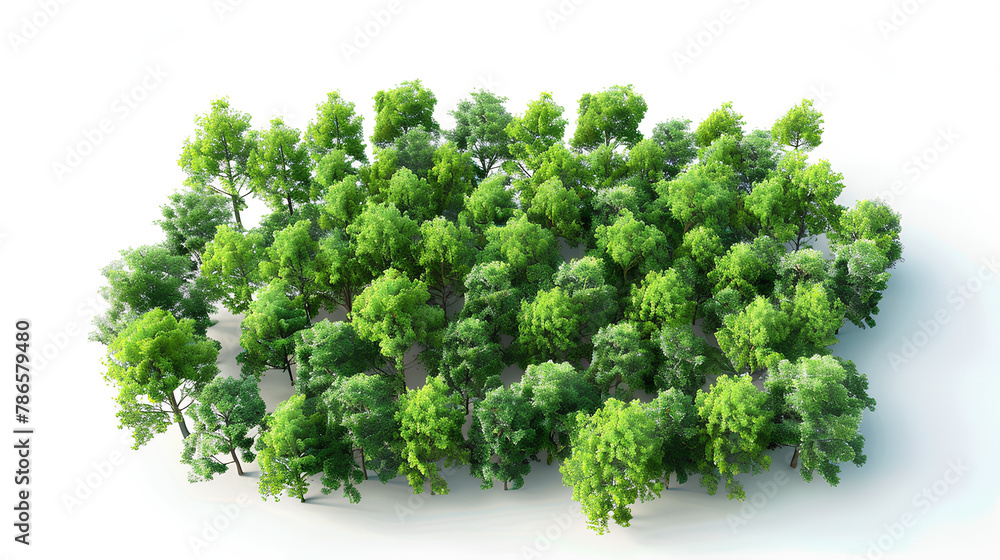 Obraz premium Aerial view woods trees cutout on white background