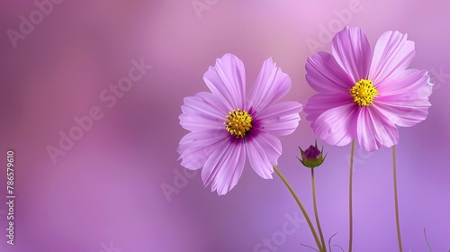 A wonderful flower on background  a sight of pure beauty. Colorful and vibrant  it s a beautiful natural decoration.