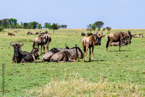 Wildebeests (Connochaetes) at the Serengeti national park, Tanzania. Great migration. Wildlife photo photo