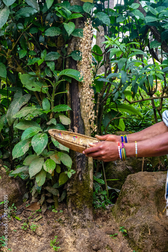 Preparing coffee in a Chagga tribe near Moshi town
