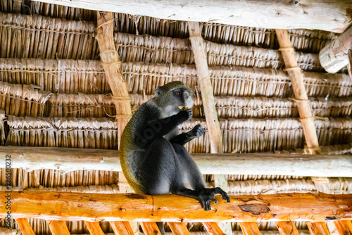 Colobus monkey under roof of the building at Jozani forest. Zanzibar, Tanzania