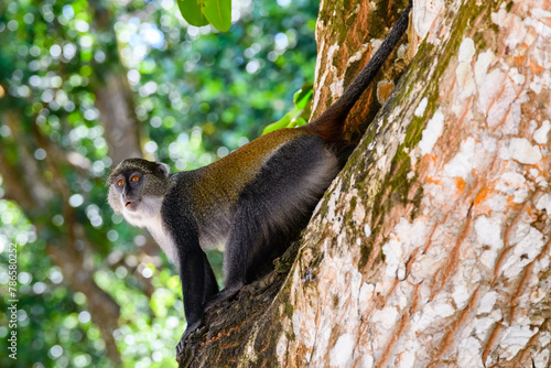 Colobus monkey at Jozani forest. Zanzibar, Tanzania photo