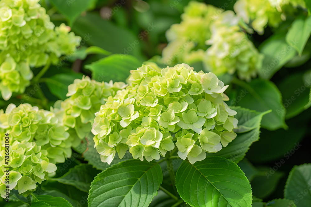 Vibrant Green Hydrangea Blooms Against a Background of Lush Leaves