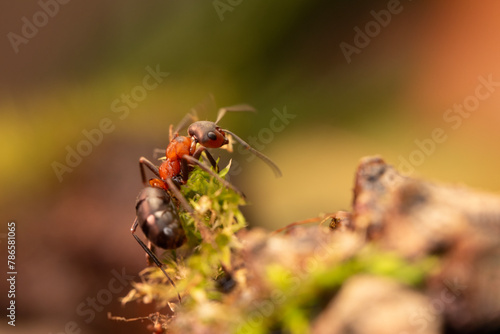 Mrówka rudnica, owady polski. © Andrzej