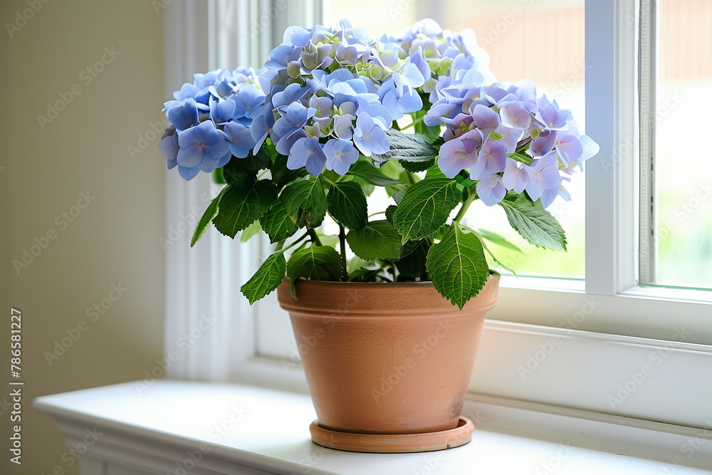 Fototapeta premium Vibrant Blue Hydrangea Potted Plant on Sunny Windowsill