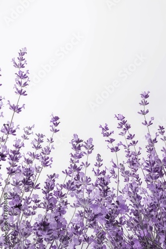 A beautiful bunch of purple flowers in a field. Perfect for nature and gardening concepts