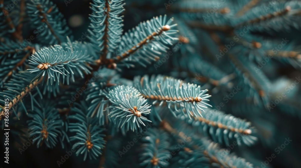 Close up of a pine tree branch, perfect for nature backgrounds