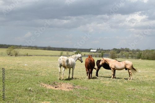 Herd of Horses in a Farm Field