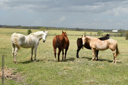 Horses in a Farm Field