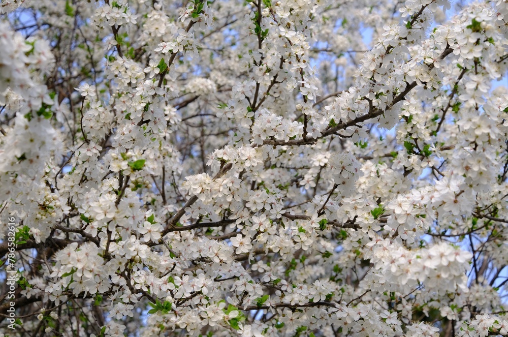 Flowering fruit tree in spring. White small flowers of Mirabelle plum, also known as mirabelle prune or cherry plum (Prunus domestica subsp. syriaca). Flowering fruit tree in spring. White small flowers of Mirabelle plum, also known as mirabelle prune or cherry plum (Prunus domestica subsp. syriaca).