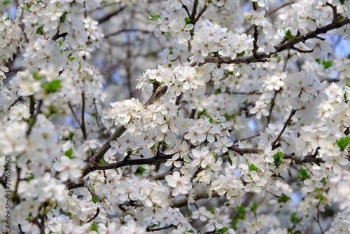 Flowering fruit tree in spring. White small flowers of Mirabelle plum, also known as mirabelle prune or cherry plum (Prunus domestica subsp. syriaca). © Iwona
