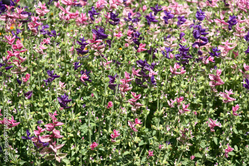 Sunny summer day. A fragment of the blossoming salvia with small pink and violet flowers.