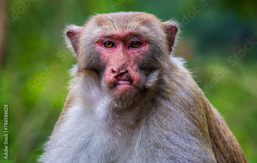 Rhesus macaque (Macaca mulatte); portrait of a male with injured face