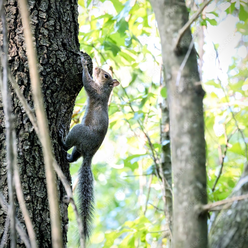Obraz premium An American Squirrel playing on an oak tree
