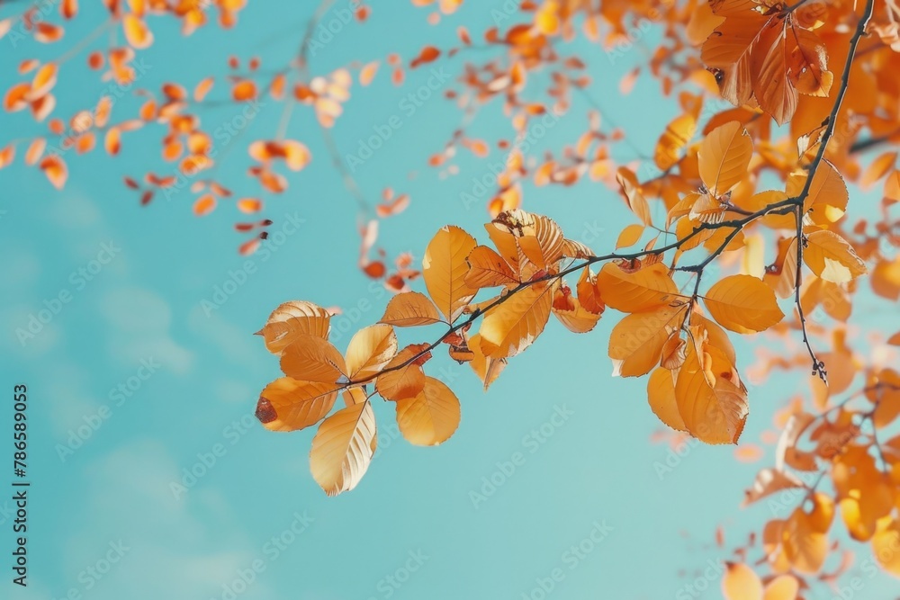 Tree branch with yellow leaves against a blue sky. Suitable for nature backgrounds Tree branch with yellow leaves against a blue sky. Suitable for nature backgrounds