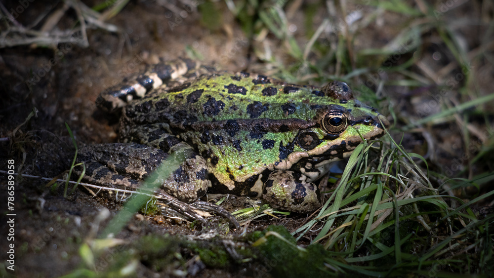 Rana común camuflada en la orilla del río Rana común camuflada en la orilla del río