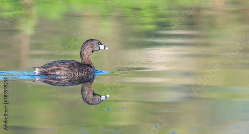 Closeup of a pied-billed grebe swimming in a lake, its reflection in the water. photo