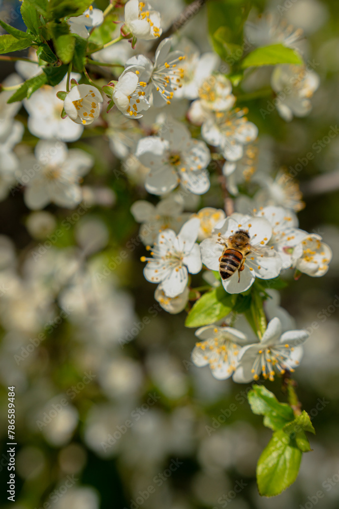 Obraz premium Bee on a flower tree