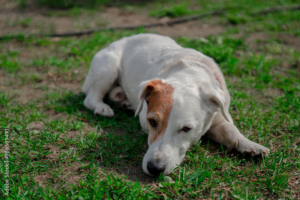 Sad old dog Jack Russell terrier Sad old dog Jack Russell terrier