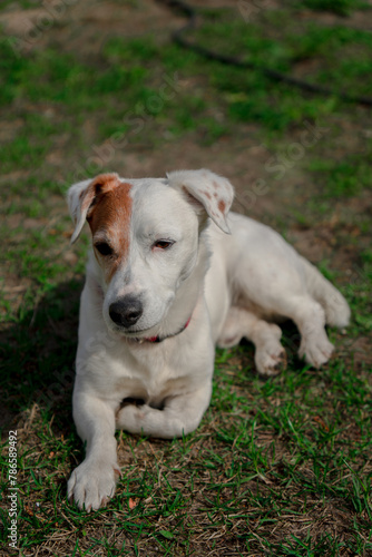 Sad old dog Jack Russell terrier