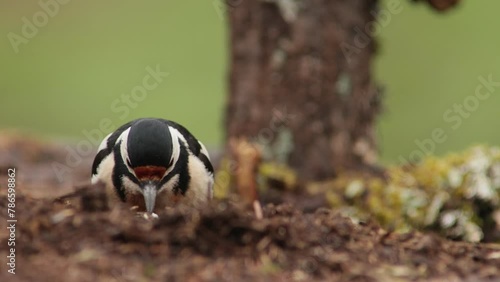 woodpecker on the ground feeding on an anthill, woodpecker, dendrocopos major, dendrocopos, picinae, piciformes photo