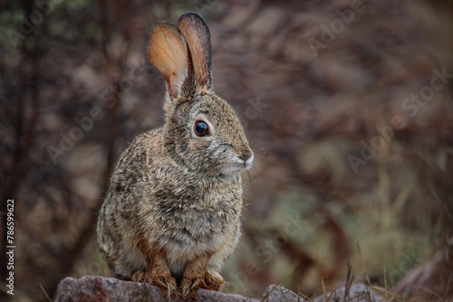 A Desert Cottontail Rabbit in the high desert of Arizona after a Spring rain shower.