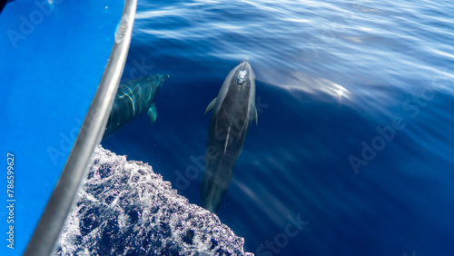 Two dolphins glide through the water ahead of a boat in Madeira's clear blue sea.