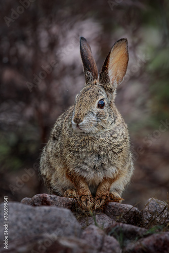 A Desert Cottontail Rabbit in the high desert of Arizona after a Spring rain shower.