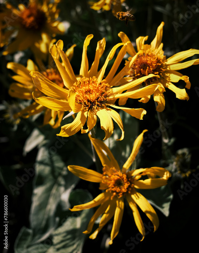 Arrowleaf bee