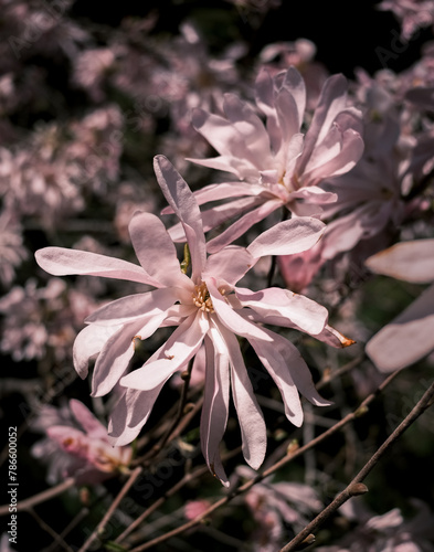Star Magnolia