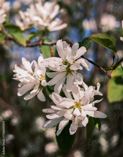 Saskatoon Blossom