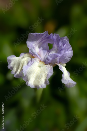 Closeup of flower of Iris 'Rhapsody' in a garden in Spring