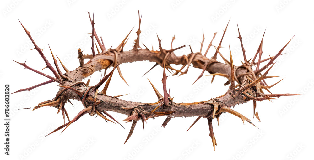 PNG Invertebrate accessory lobster seafood