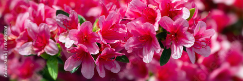 Panorama of flowers of Rhododendron 'Sylvester' in a garden in Spring photo