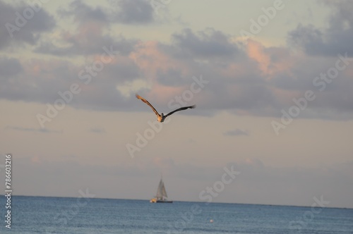 A bird is flying over the ocean with a sailboat in the background freedom air lonelily wild photo