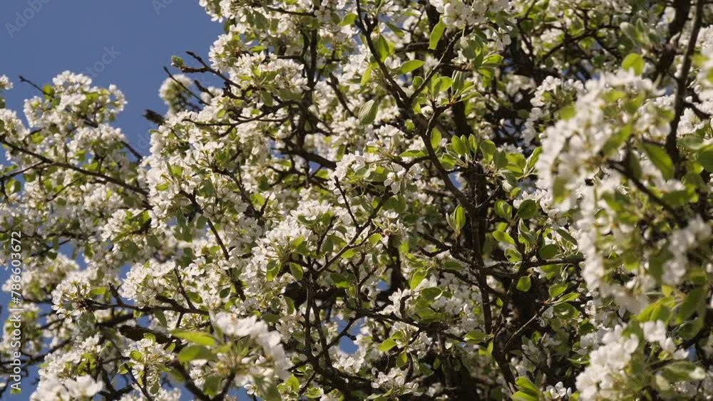 Pear blossoms in spring on a sunny day Pear blossoms in spring on a sunny day