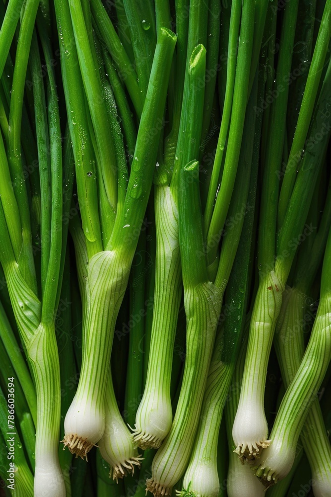 Fresh green onions lined up, suitable for food and cooking concepts Fresh green onions lined up, suitable for food and cooking concepts