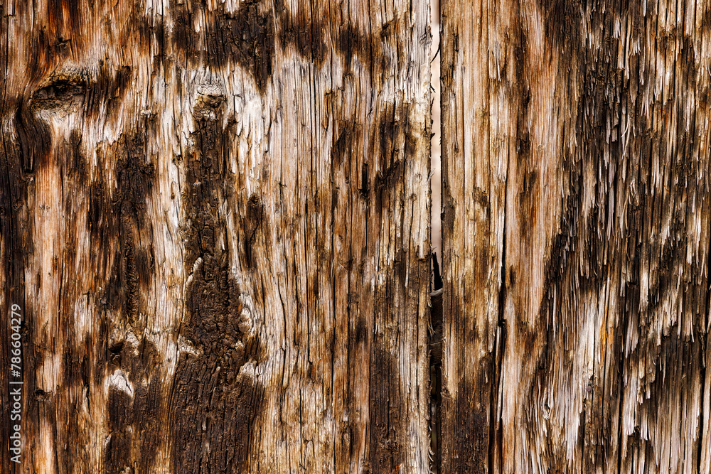Natural wooden backdrop with unique grooves and color, weathered timber texture.
