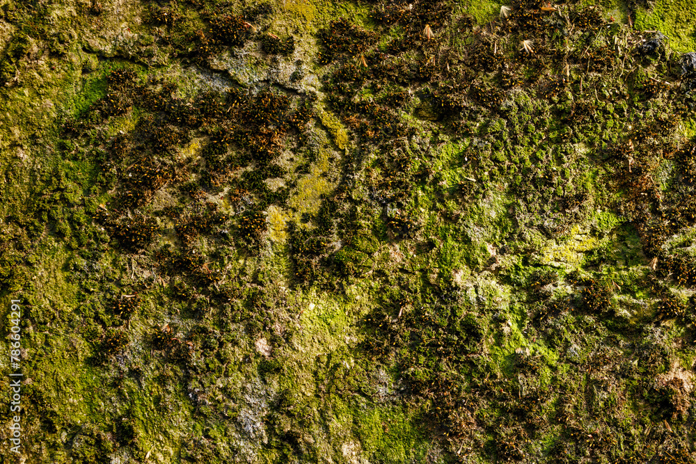 Lush green moss texture on natural rock surface, organic moss pattern.