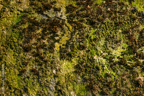 Obraz na płótnie Lush green moss texture on natural rock surface, organic moss pattern. w salonie