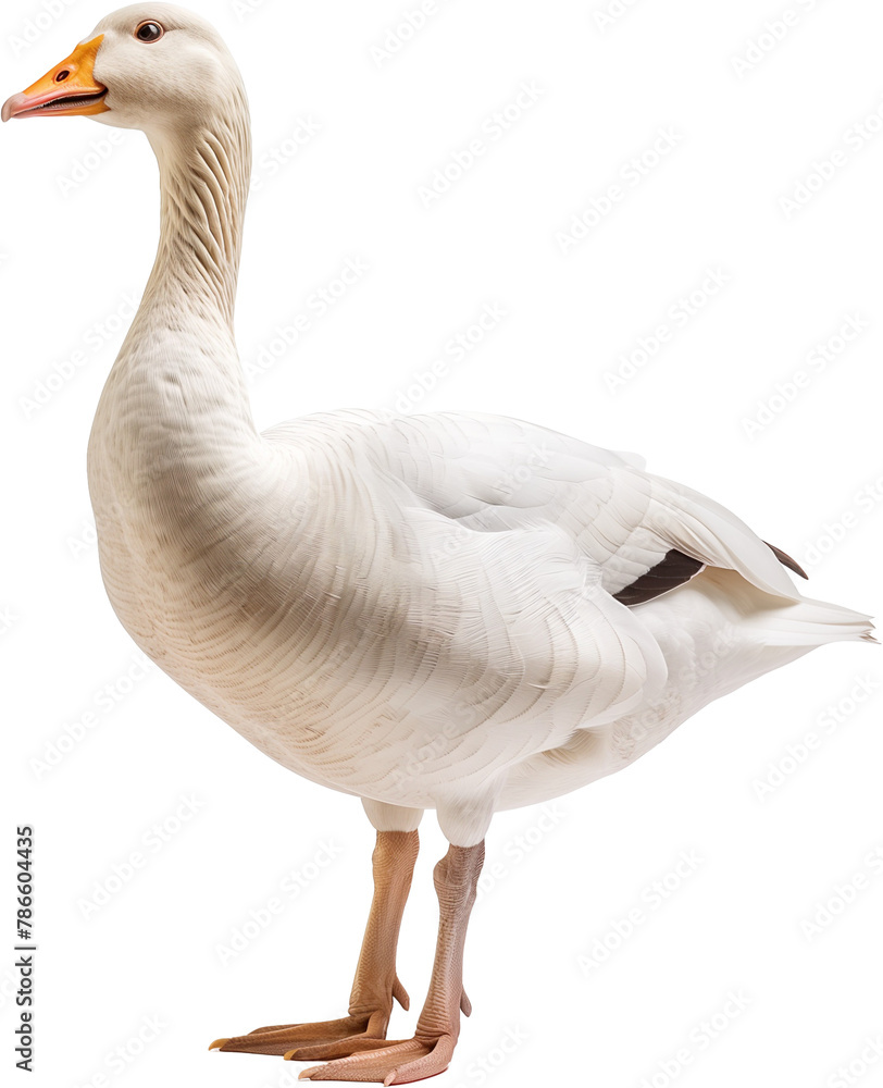 The Goose The Goose