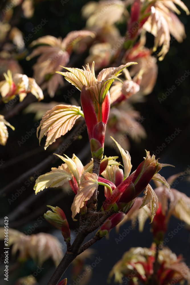 Closeup of newly emerged leaves of Acer pseudoplatanus 'Brilliantissimum' in a garden in Spring against a dark background Closeup of newly emerged leaves of Acer pseudoplatanus 'Brilliantissimum' in a garden in Spring against a dark background