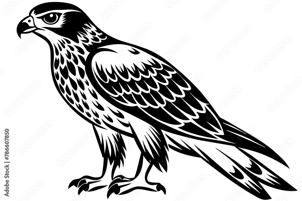 Fototapeta premium North American tailed hawk silhouette vector style