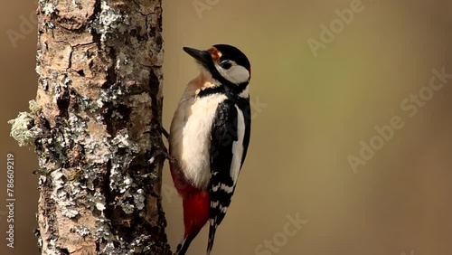 great woodpecker perched on a log feeding, woodpecker, dendrocopos major, dendrocopos, picinae, piciformes photo