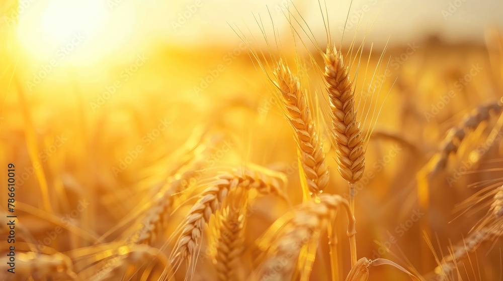 Fototapeta premium Rural Summer Scene Golden Wheat Field Bathed in Sunlight at Sunset