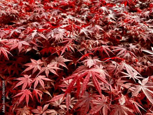 Close-up shot of bright red leaves of beautiful malpe tree growing in autumn forest.  photo