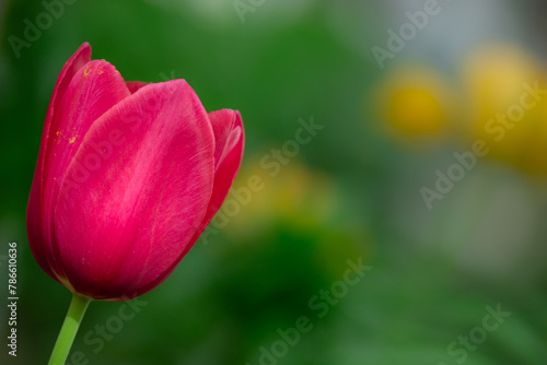 Beautiful pink tulip on bokeh garden background